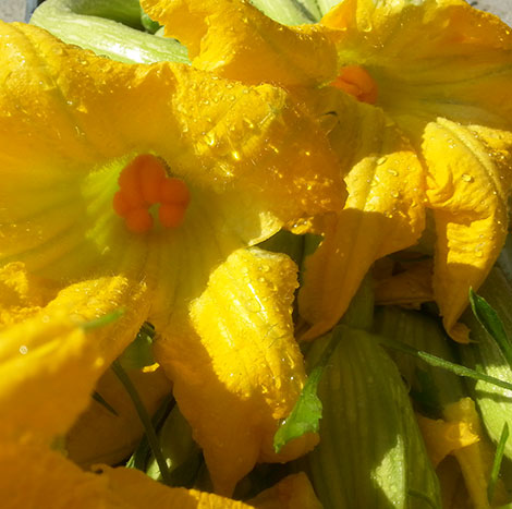 fiori di zucca